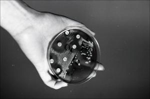 Petri Dish with Results, number 2   (click for a larger preview)