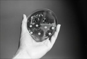 Petri Dish with Results, number 3   (click for a larger preview)