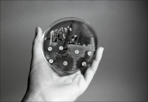 Petri Dish with Results, number 4   (click for a larger preview)