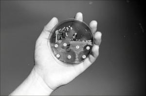 Petri Dish with Results, number 5   (click for a larger preview)