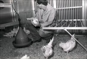 Student with Chickens, number 3   (click for a larger preview)