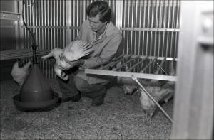 Student with Chickens, number 5   (click for a larger preview)