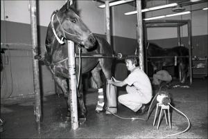 Wrapping a Horses Legs, number 3   (click for a larger preview)