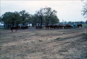 Horses in a Pasture   (click for a larger preview)