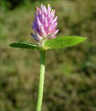 Gomphrena nealleyi   (click for a larger preview)