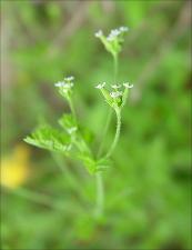 Chaerophyllum tainturieri   (click for a larger preview)