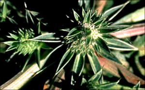 Eryngium nasturtiifolium   (click for a larger preview)