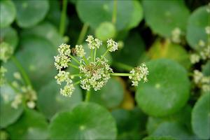 Hydrocotyle bonariensis   (click for a larger preview)