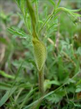 Aristolochia erecta   (click for a larger preview)