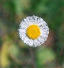 Erigeron   (click for a larger preview)