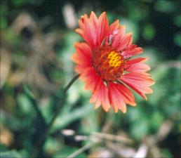 Gaillardia   (click for a larger preview)
