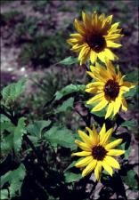 Helianthus annuus   (click for a larger preview)