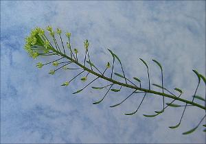 Descurainia pinnata   (click for a larger preview)