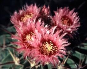 Echinocactus texensis   (click for a larger preview)