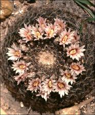 Mammillaria heyderi   (click for a larger preview)