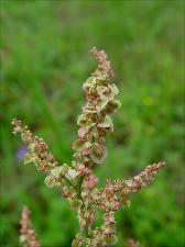 Rumex hastatulus   (click for a larger preview)