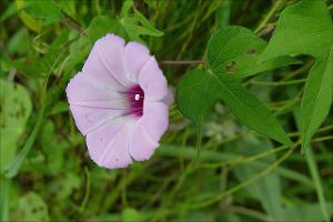 Ipomoea   (click for a larger preview)