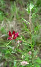Krameria lanceolata   (click for a larger preview)
