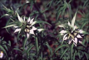 Monarda punctata   (click for a larger preview)