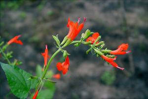Salvia coccinea   (click for a larger preview)