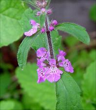Stachys drummondii   (click for a larger preview)