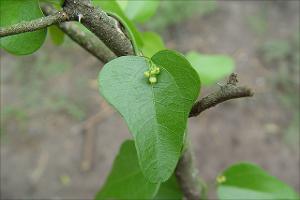 Cocculus diversifolius   (click for a larger preview)
