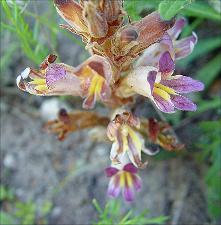 Orobanche ludoviciana   (click for a larger preview)