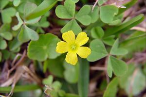 Oxalis   (click for a larger preview)