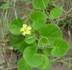Oxalis dichondrifolia   (click for a larger preview)