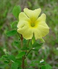 Oxalis dillenii   (click for a larger preview)