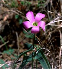 Oxalis drummondii   (click for a larger preview)
