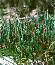 Salicornia virginica   (click for a larger preview)