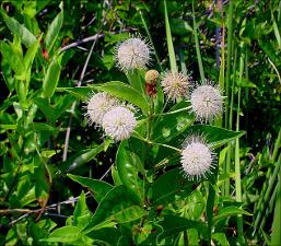 Cephalanthus occidentalis   (click for a larger preview)