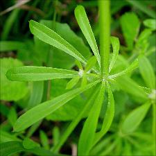 Galium   (click for a larger preview)