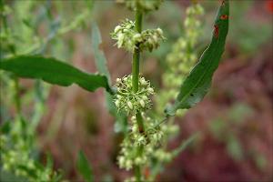 Rumex pulcher   (click for a larger preview)