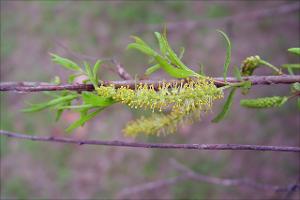 Salix nigra   (click for a larger preview)