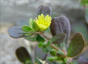 Portulaca oleracea   (click for a larger preview)