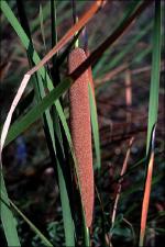 Typha   (click for a larger preview)