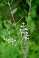 Aloysia gratissima   (click for a larger preview)