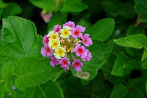 Lantana urticoides   (click for a larger preview)