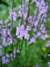 Verbena halei   (click for a larger preview)