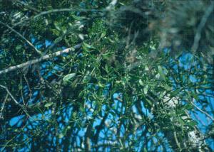 Phoradendron tomentosum   (click for a larger preview)