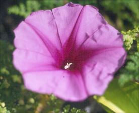Ipomoea pes-caprae   (click for a larger preview)