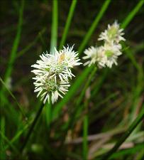 Carex tetrastachya   (click for a larger preview)