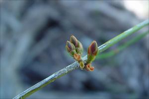 Ephedra antisyphilitica   (click for a larger preview)
