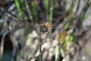Equisetum hyemale   (click for a larger preview)
