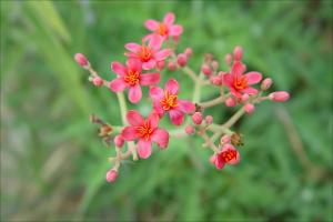 Jatropha cathartica   (click for a larger preview)