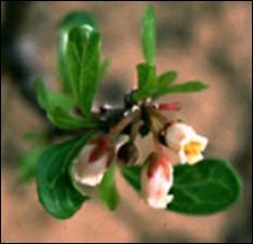 Jatropha dioica   (click for a larger preview)