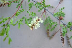 Acacia rigidula   (click for a larger preview)