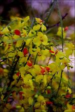 Parkinsonia aculeata   (click for a larger preview)